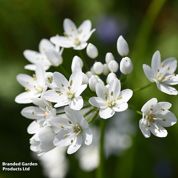 Allium Mix