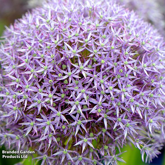 Allium 'Giant Collection'