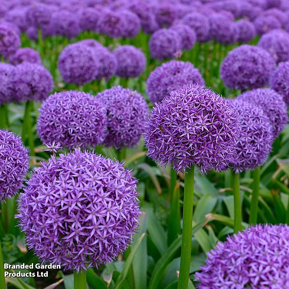 Allium 'Globemaster'