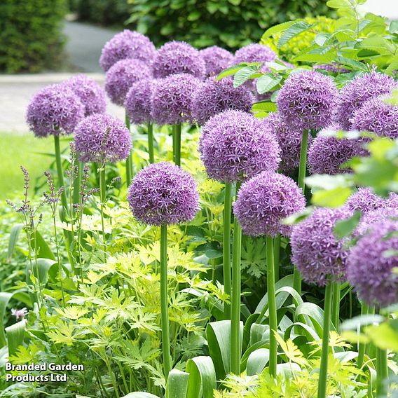 Spring Bulb Collection