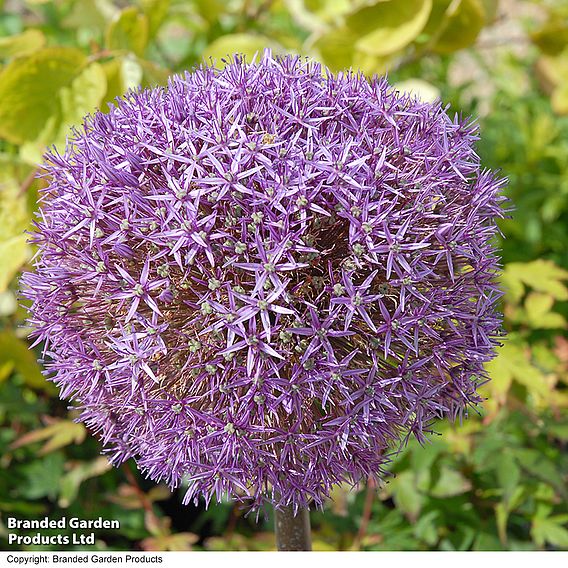 Allium 'Globemaster'