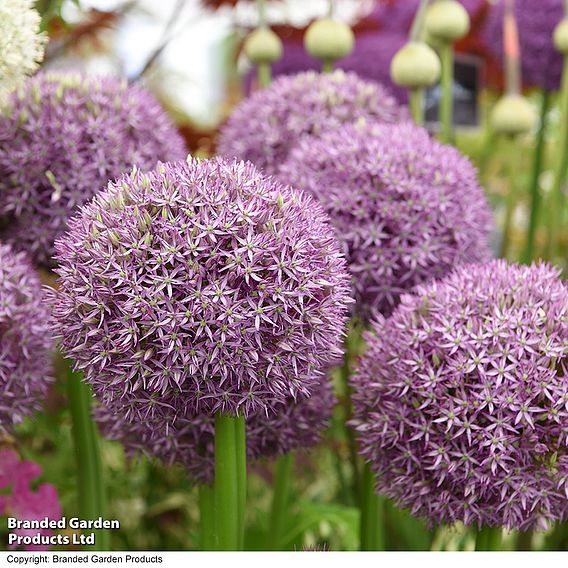 Allium 'Globemaster'