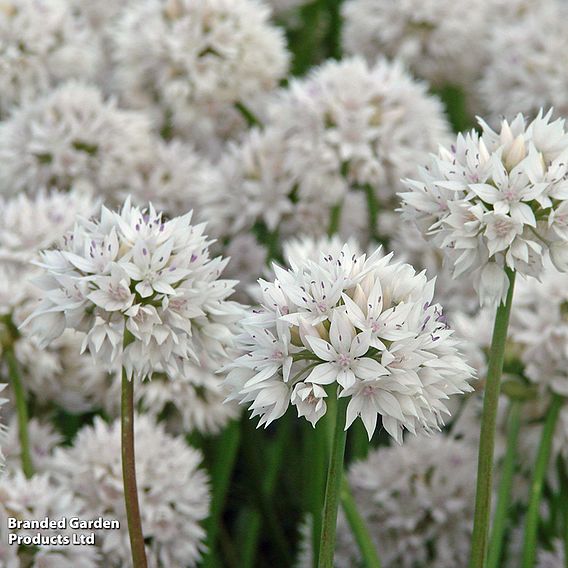 Allium amplectens 'Graceful Beauty'