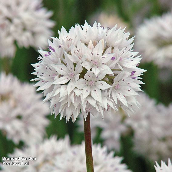 Allium amplectens 'Graceful Beauty'