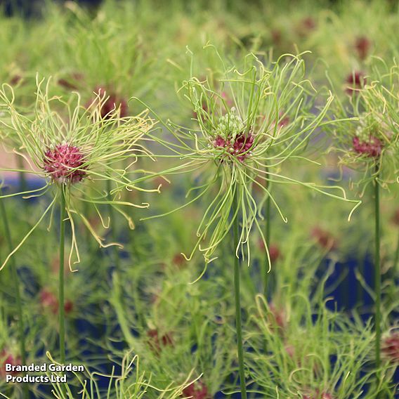 Allium 'Hair'