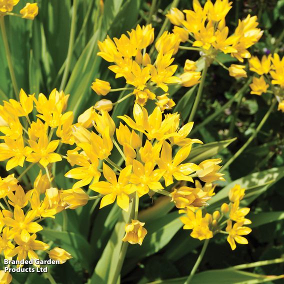 Summer Flowering Collection