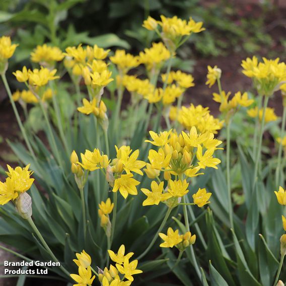 Fantastic Spring Flowering Collection