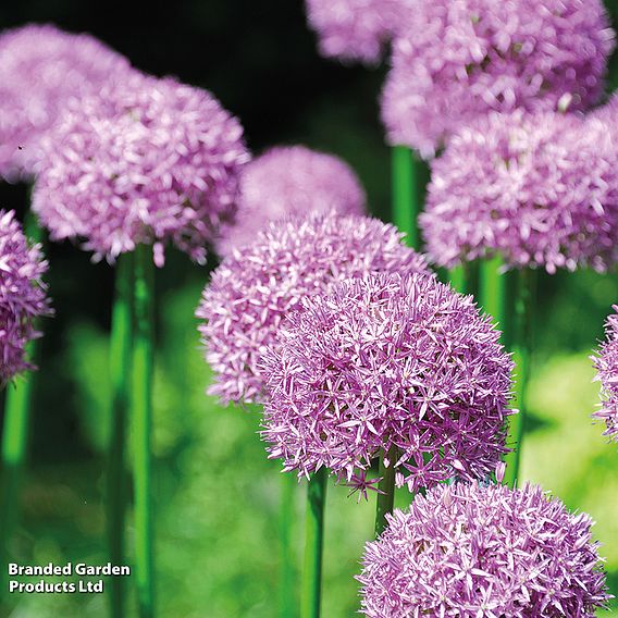 Allium 'Purple Sensation'