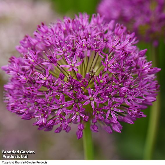 Allium 'Purple Sensation'