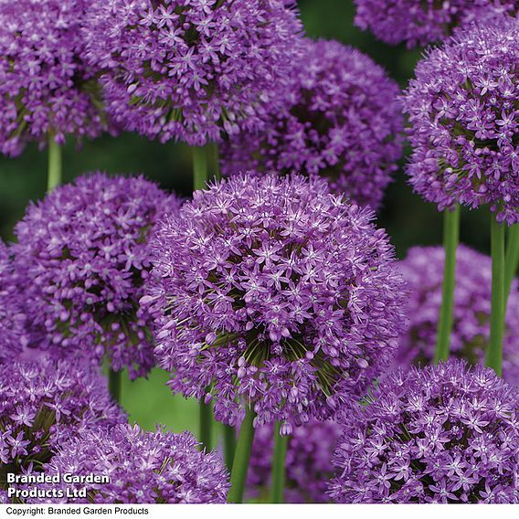 Allium 'Purple Sensation'