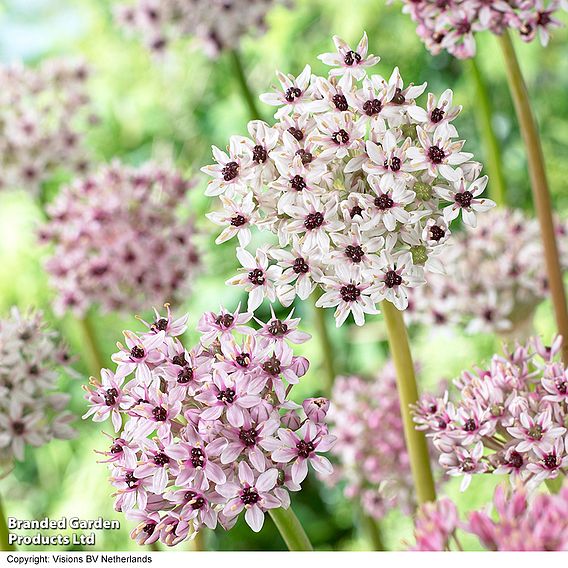 Allium balsaticum 'Red Eye'