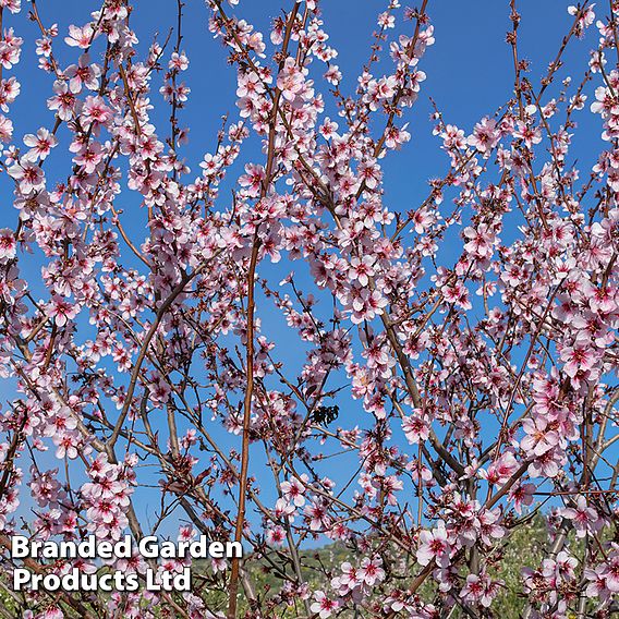 Almond (Prunus) 'Ingrid'