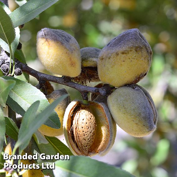 Almond 'Robijn'