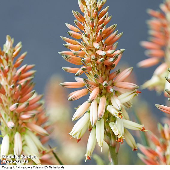 Aloe 'Safari Sunrise'