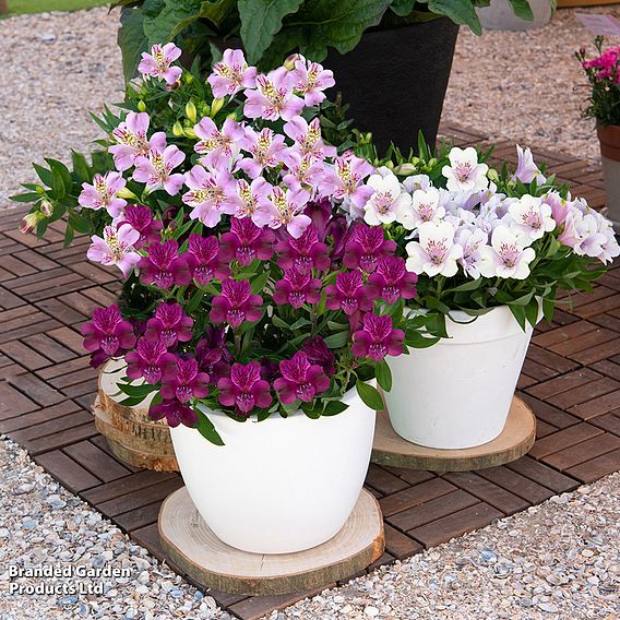 Alstroemeria inticancha 'Purple Passion Collection'