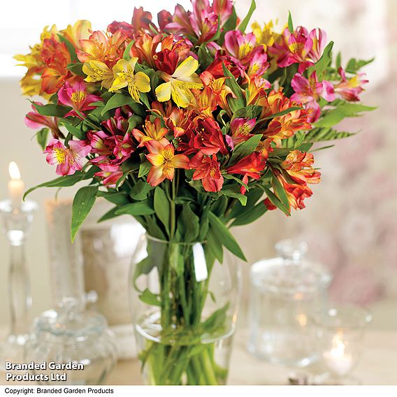 Alstroemeria 'Garden Hybrids'