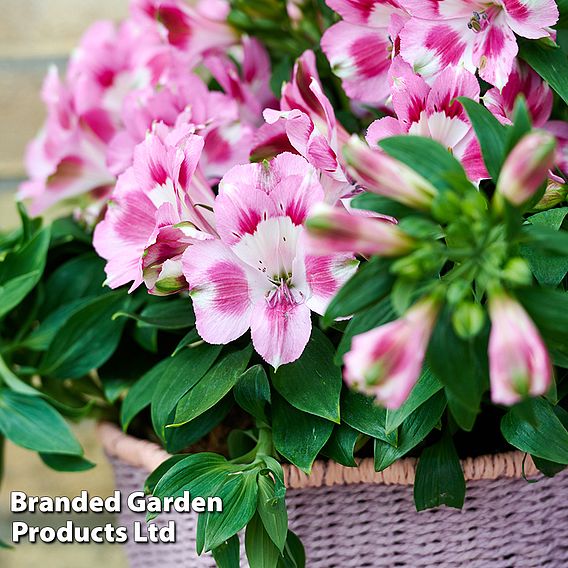 Alstroemeria 'Hula'