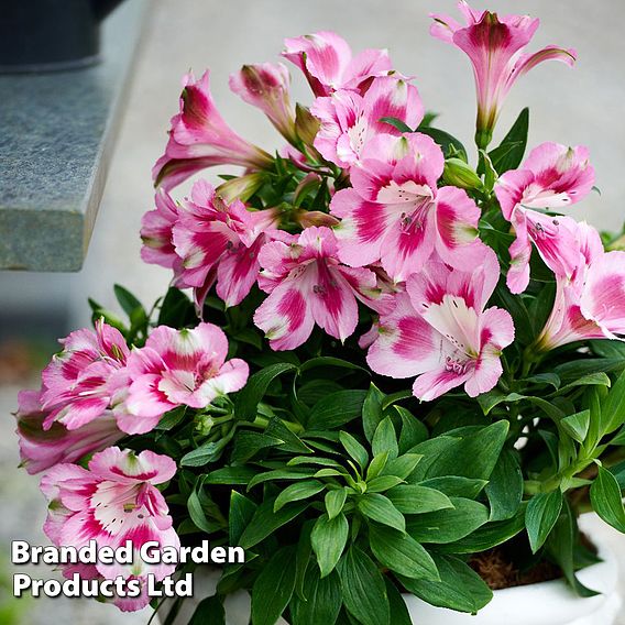 Alstroemeria 'Hula'