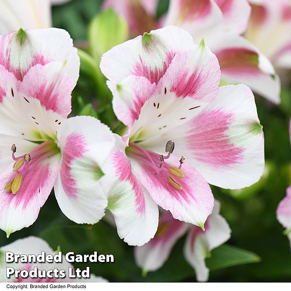 Alstroemeria 'Hula'