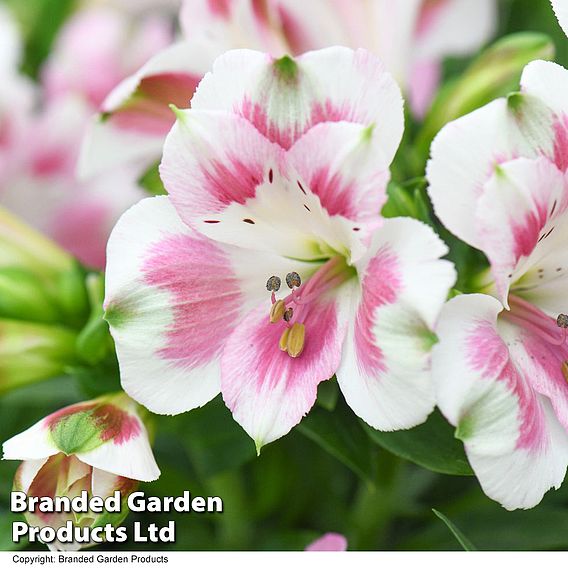 Alstroemeria 'Hula'