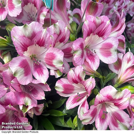 Alstroemeria 'Hula'