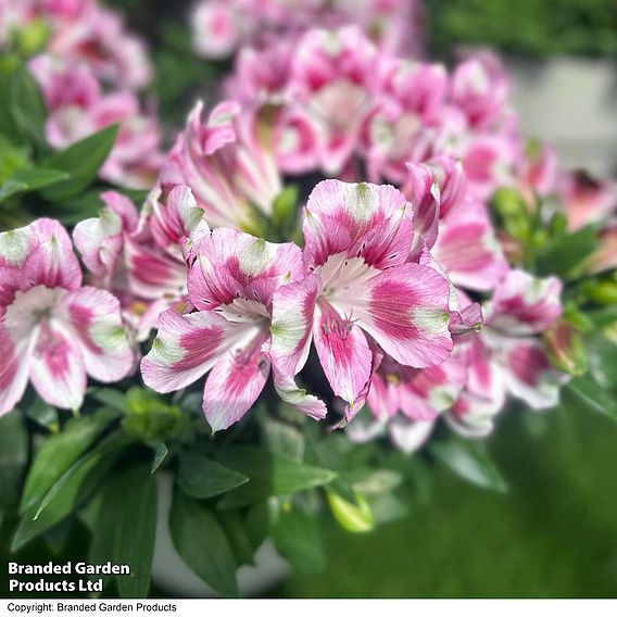 Alstroemeria 'Hula'