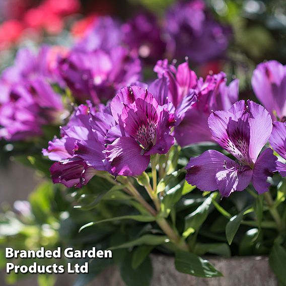 Alstroemeria 'Inticancha Indigo'