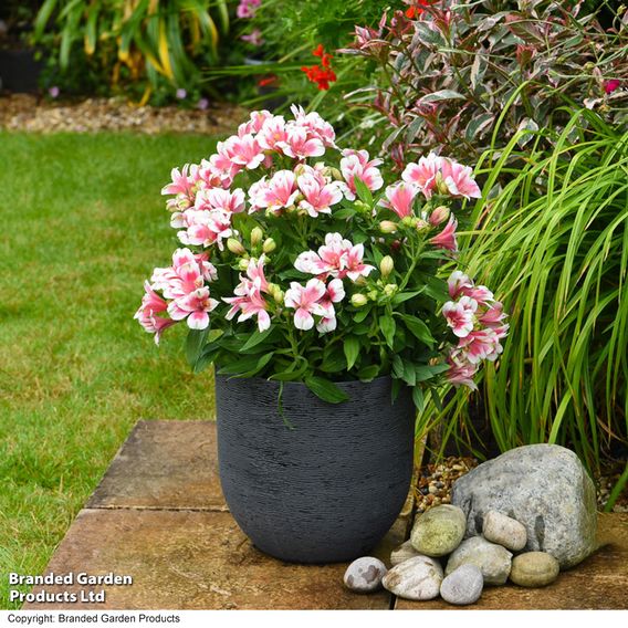 Alstroemeria 'Inticancha Maya Pink Blush'