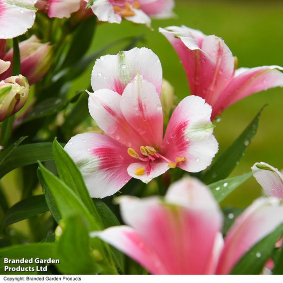 Alstroemeria 'Inticancha Maya Pink Blush'