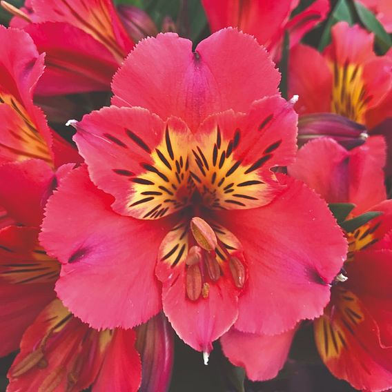 Alstroemeria 'Malaga Valley'