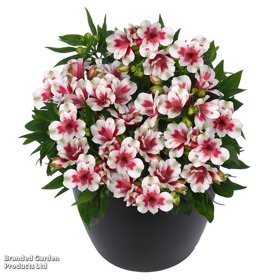 Alstroemeria 'Inticancha Maya Pink Blush'