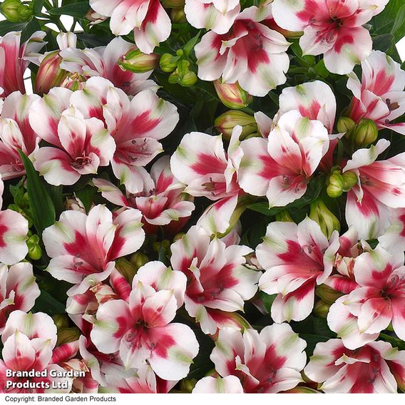 Alstroemeria 'Inticancha Maya Pink Blush'