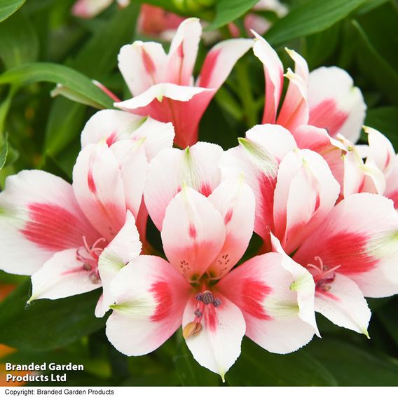 Alstroemeria 'Inticancha Maya Pink Blush'