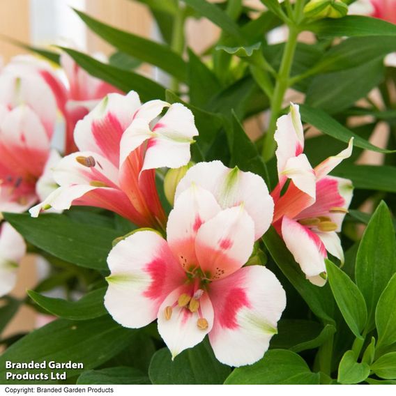 Alstroemeria 'Inticancha Maya Pink Blush'