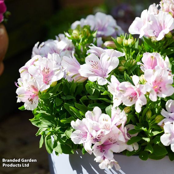 Alstroemeria 'Inticancha Moon'