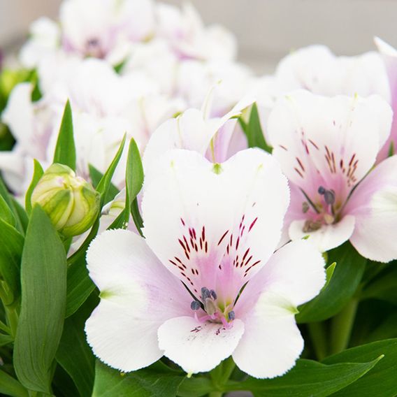 Alstroemeria 'Inticancha Moon'