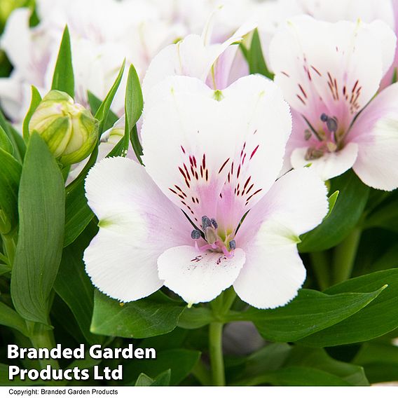 Alstroemeria inticancha 'Purple Passion Collection'