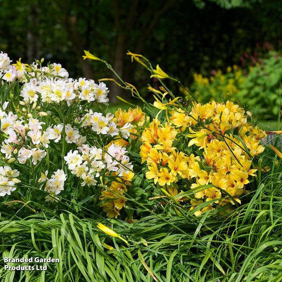 Alstroemeria 'Spring Valley' (Summer Paradise Series)