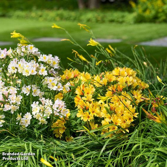 Alstroemeria 'Spring Valley' (Summer Paradise Series)