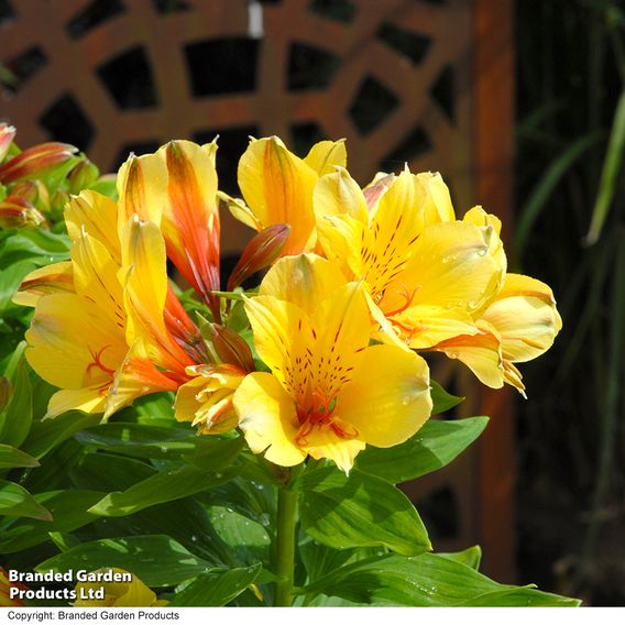 Alstroemeria 'Spring Valley' (Summer Paradise Series)