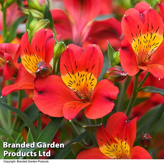 Alstroemeria 'Summer Heat'