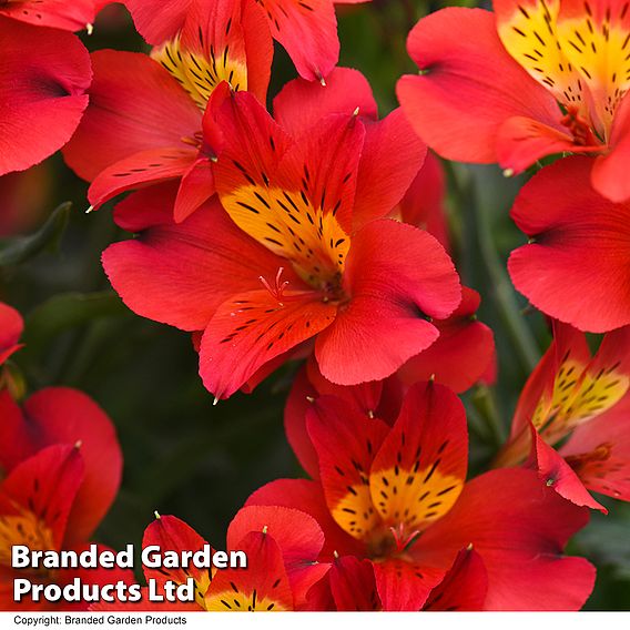 Alstroemeria 'Summer Heat'