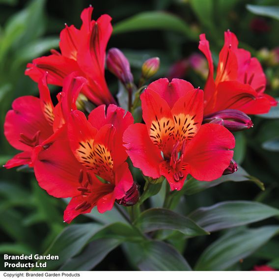 Alstroemeria 'Summer Trio'