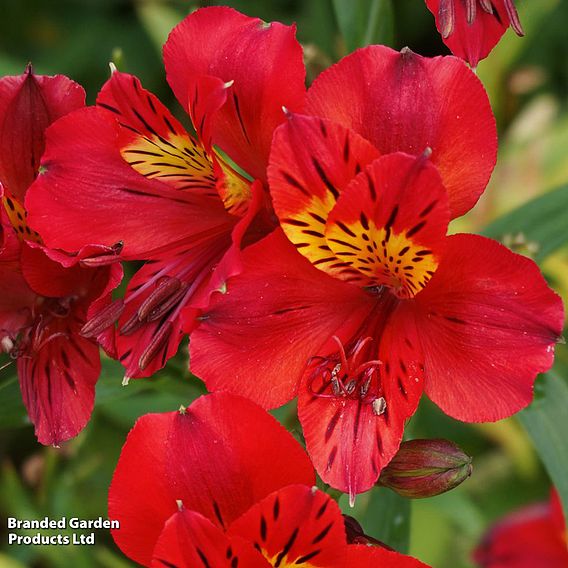 Alstroemeria 'Summer Pepper'