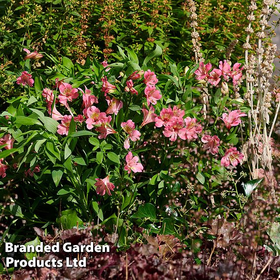 Alstroemeria 'Summer Rose'