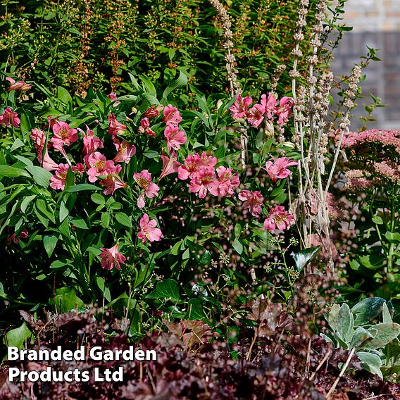 Alstroemeria 'Summer Rose'