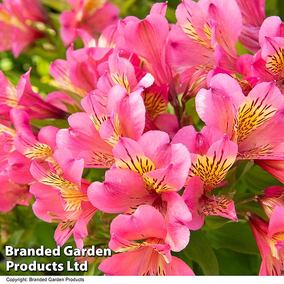 Alstroemeria 'Summer Rose'