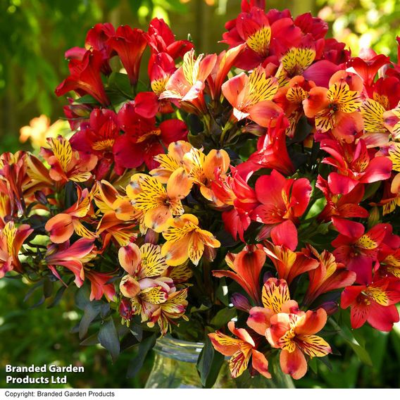 Alstroemeria 'Summer Trio'