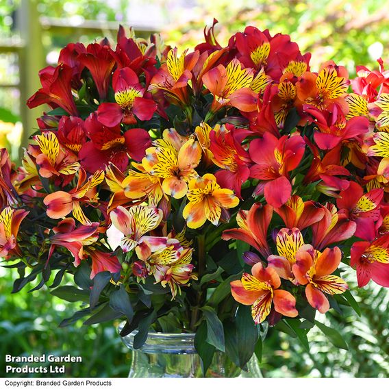 Alstroemeria 'Summer Trio'