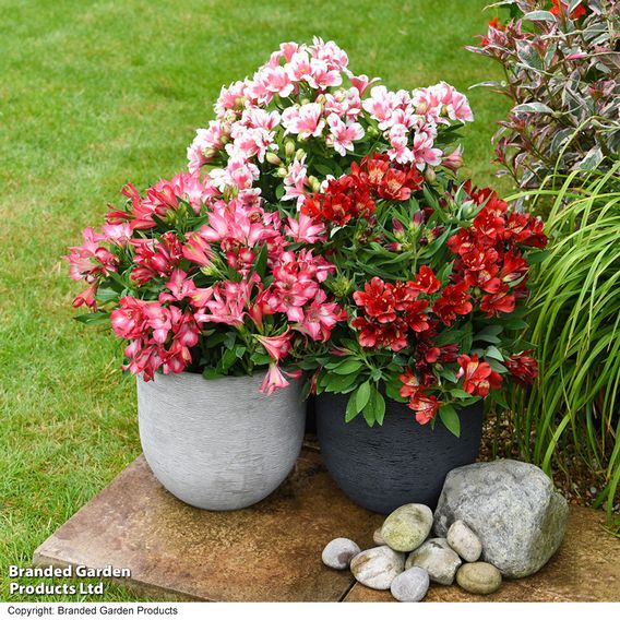 Alstroemeria 'Pink Passion'